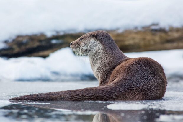 An otter resting calmly near icy water in a natural habitat, HD Desktop Wallpaper