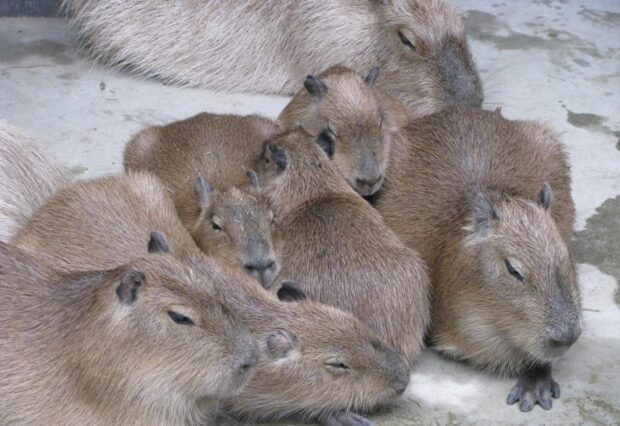 A group of capybaras resting closely on a concrete surface showing calm expressions