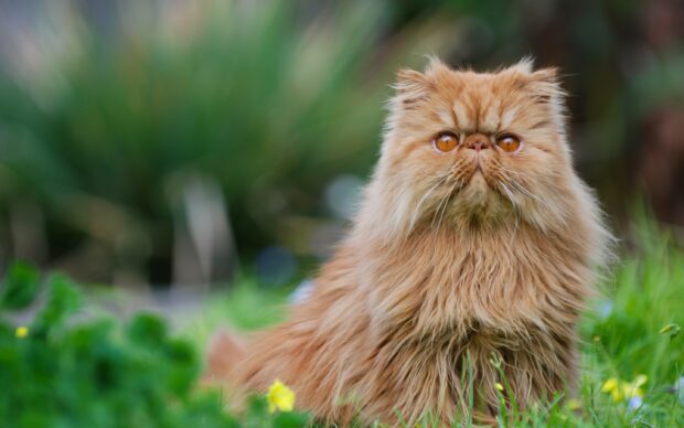 A fluffy Persian cat sitting on green grass with bright orange eyes and a blurred natural background
