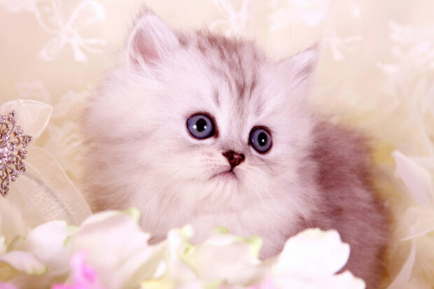Fluffy Persian cat with blue eyes resting among soft flowers and delicate decorations
