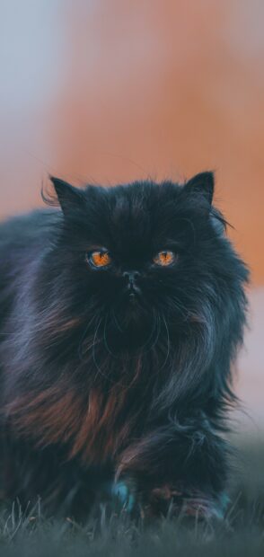 A Persian cat walking on grass with bright amber eyes and long black fur in natural light