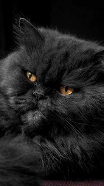 Close up of a black Persian cat with golden eyes and thick fur