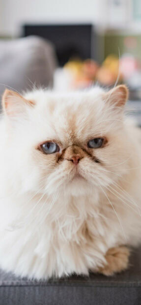 A fluffy Persian cat with blue eyes resting on a soft surface indoors