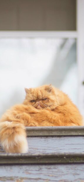 Fluffy Persian cat resting on wooden steps with a calm expression