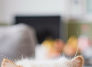 A fluffy Persian cat with blue eyes resting on a soft surface indoors