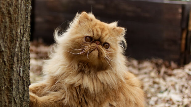 Fluffy Persian cat sitting beside a tree outdoors looking curious and alert