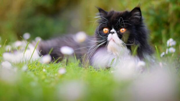 A Persian cat with orange eyes lying in the green grass outdoors