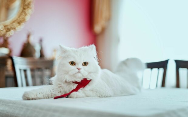 A white Persian cat wearing a red bow tie lying on a table indoors