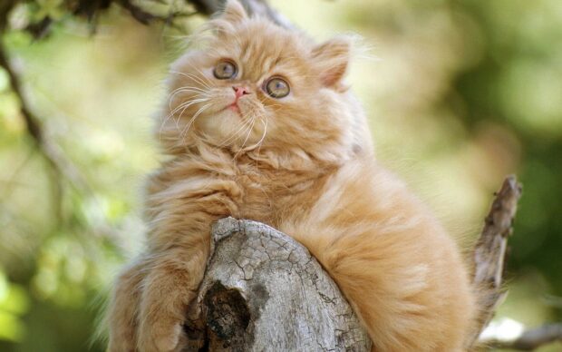 Fluffy Persian cat relaxing on a tree branch in a natural outdoor setting