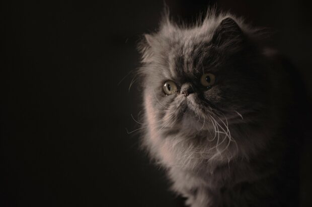 Fluffy Persian cat with wide eyes sitting against a dark background