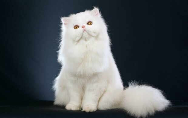 Fluffy white Persian cat sitting calmly on dark background with bright eyes