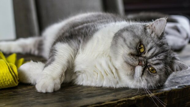 A Persian cat with gray and white fur lying on a wooden surface with yellow fabric nearby