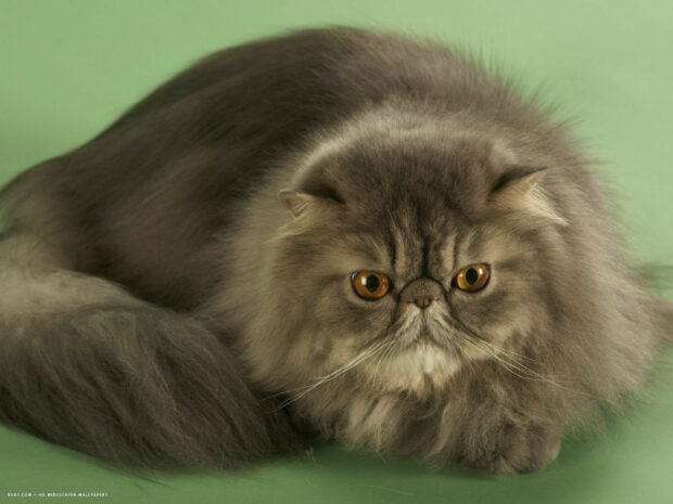 Fluffy Persian cat with amber eyes lying on a green surface