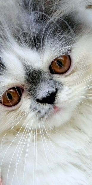 Close up of a Persian cat face with striking amber eyes and fluffy fur