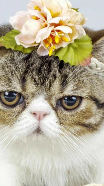 Close up of a Persian cat wearing a flower crown on its head