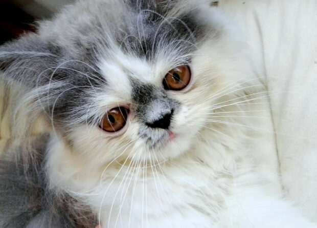 Close up of Persian cat with amber eyes looking gently