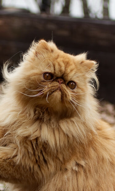 Fluffy Persian cat sitting outdoors with a curious expression on its face