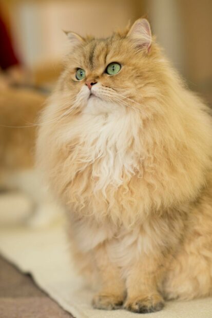 Fluffy Persian cat with green eyes sitting indoors looking attentive