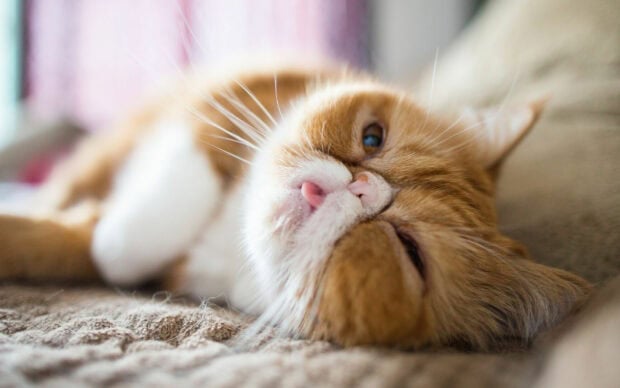 A relaxed Persian cat resting comfortably on a cozy surface