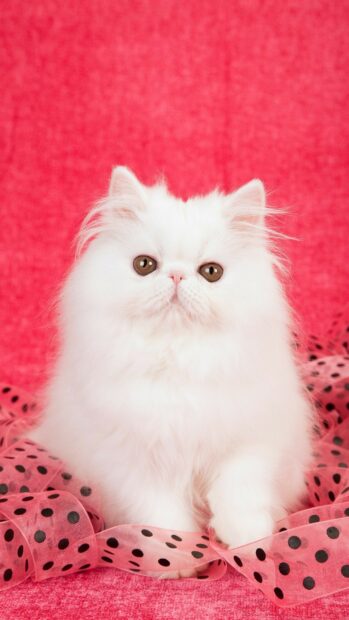 Fluffy white Persian cat sitting on a pink fabric with black polka dots