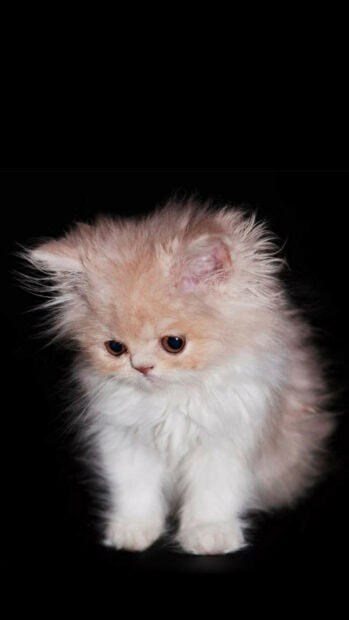 Fluffy Persian cat kitten sitting quietly in a dark setting