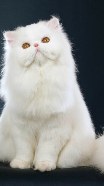 Fluffy white Persian cat sitting and looking up with amber eyes