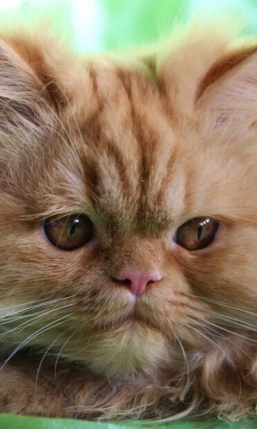 Close up of a Persian cat with fluffy fur and expressive eyes