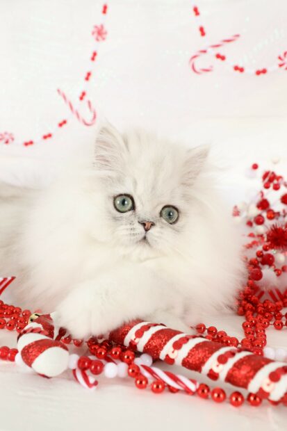 Fluffy Persian cat surrounded by red and white Christmas decorations and candy canes