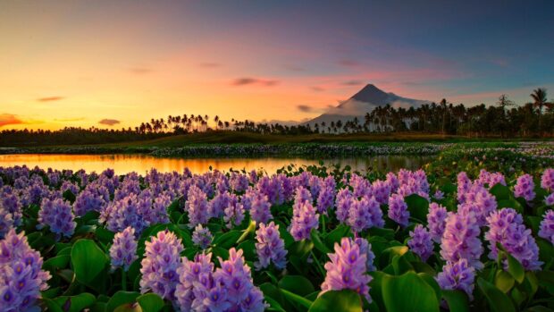 Purple flowers blooming in a field with Mayon volcano in the Philippines at sunset