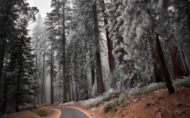 A scenic view of pine tree forest along a winding road covered with light frost in winter