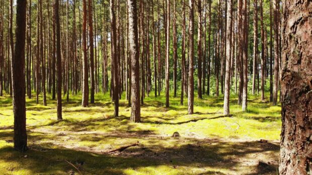 A dense pine tree forest with sunlight casting shadows on the mossy ground