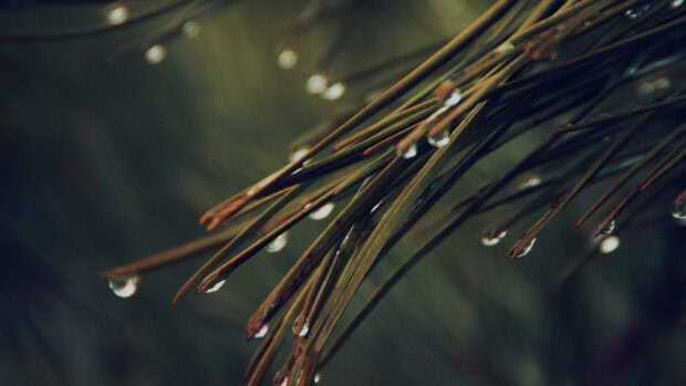 Close up of pine tree needles with water droplets in natural light