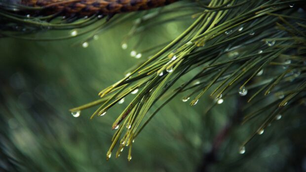 Close up of pine tree needles with water droplets on a blurred green background