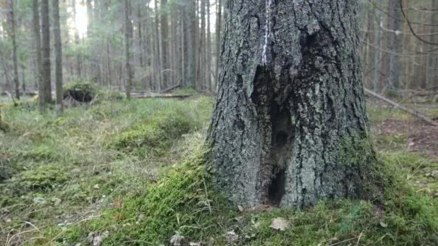 Close up of pine tree trunk surrounded by moss in a forest with pine tree trunks in background