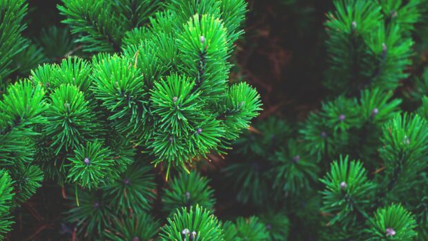 Close up view of vibrant green pine tree needles in nature forest setting