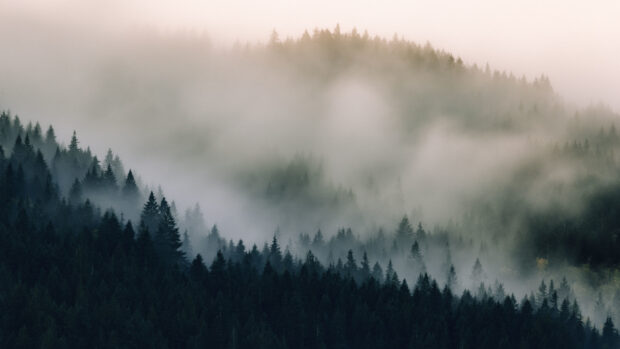 Dense pine tree forest covered in mist at dawn in a serene mountain landscape