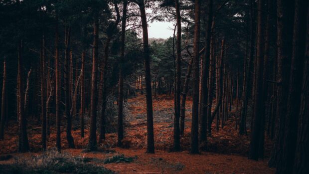 Dense pine tree forest with autumn leaves covering the ground in warm tones