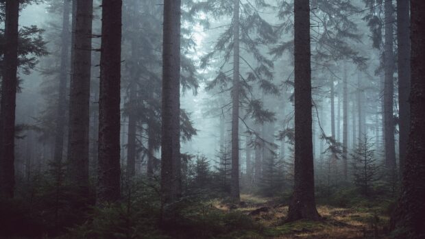 Dense pine tree forest with morning fog creating a mystical atmosphere