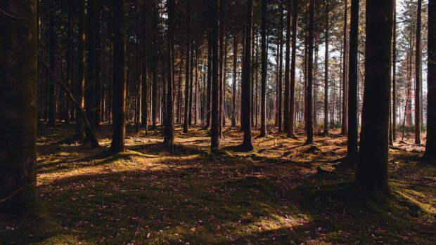 Dense pine tree forest with sunlight filtering through tall tree trunks on forest floor covered with moss