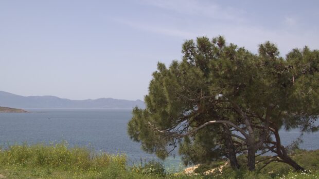 A large pine tree stands on a grassy hill overlooking the calm sea and distant mountains