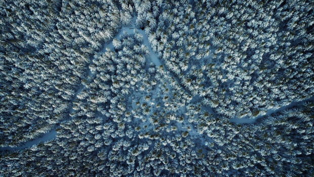 Snow covered pine tree forest seen from above in winter