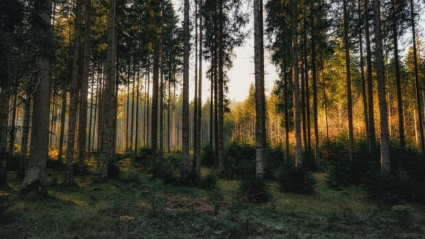 Tall pine tree forest with sunlit background and dense green undergrowth in autumn forest