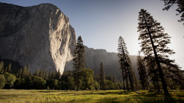 Tall pine trees standing in a sunlit meadow near a large rocky mountain cliff