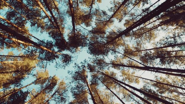 Tall pine trees viewed from below against a clear blue sky with sunlight filtering through the branches
