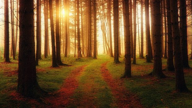A peaceful pine tree forest path illuminated by golden sunlight in the early morning
