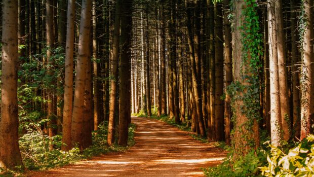 A peaceful pine tree forest path with sunlight filtering through the tall pine trees and green foliage