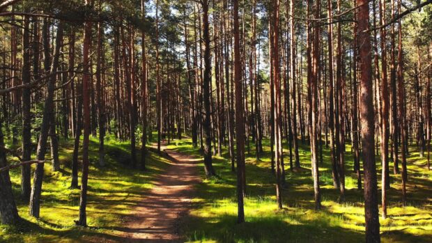 A peaceful pine tree forest with sunlight casting shadows on a dirt path through green moss