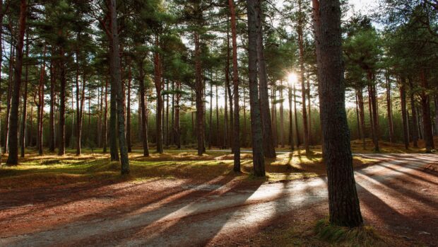 A serene forest scene with tall pine trees and sunlight casting long shadows on the ground