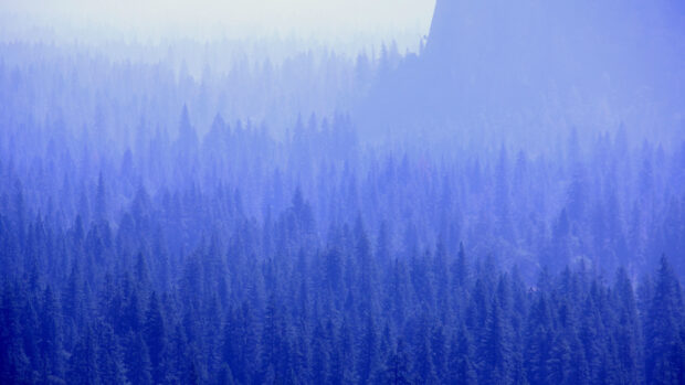 A dense forest of pine trees covered in blue mist on a mountain slope