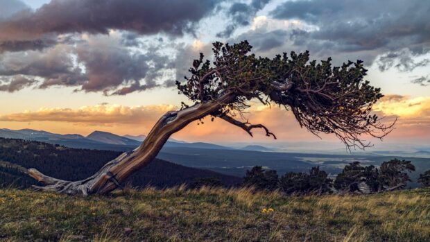 A unique pine tree growing at an angle on grassy mountain terrain against a colorful sunset sky